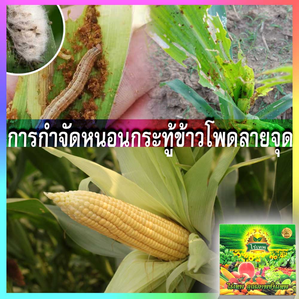 My Image 27
