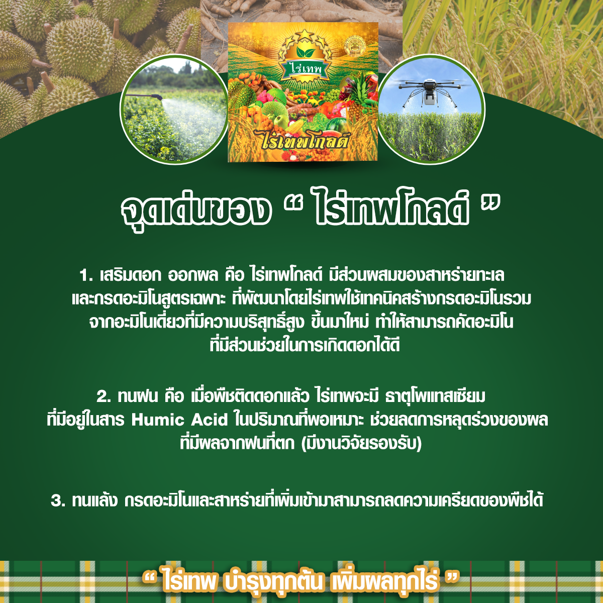 จุดเด่น ไร่เทพโกลด์